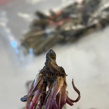 Yanlış Ve Topraklı Ürün Gönderimi Ve Kaba Müşteri Hizmeti