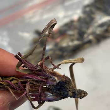 Yanlış Ve Topraklı Ürün Gönderimi Ve Kaba Müşteri Hizmeti