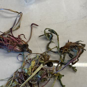 Yanlış Ve Topraklı Ürün Gönderimi Ve Kaba Müşteri Hizmeti