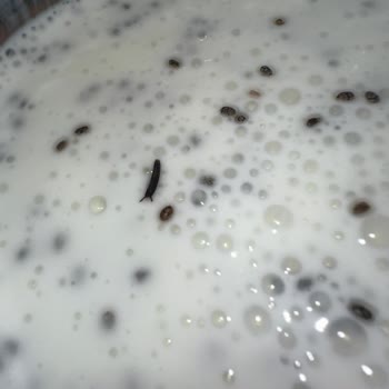 Chia Tohumu Paketi İçinde Böcek Bulunması Hijyen Endişesine Yol Açtı