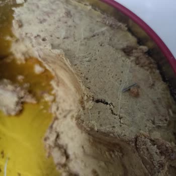 Kayseri Gros Markette Satın Alınan Tahin Helvasında Metal Parça Çıktı