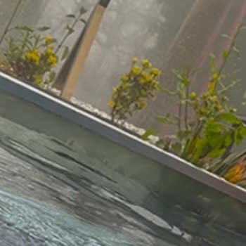 Forest World Sapanca'da Hijyen, Konfor Ve Hizmet Sorunları