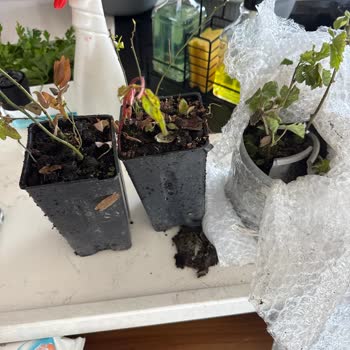 Alz Fidancılık’tan Gelen Siparişte Fidan Yerine Otlar Ve Cevapsız İletişim 1100 TL İade Talebi