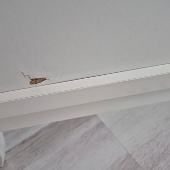 Kelebek Mobilya Angelic Çocuk Odası İçin Ayıplı Ürün Ve Servis Yanıtı Yok