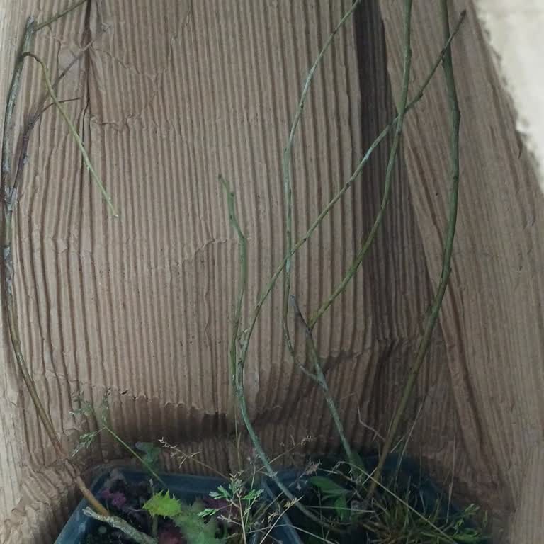 Ölü Yaban Mersini Fidanları Ve Müşteri Hizmetlerine Ulaşılamıyor