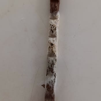 Küflü Kedi Çubuk Maması Ve Cevapsız Şikayet Sağlık Endişesi Ve İade Talebi