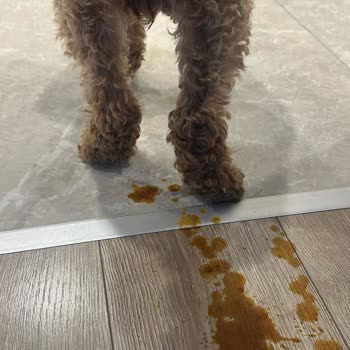 Köpeğimde Şiddetli İshal, Veteriner Masrafı Ve Anahtarım Geri Getirilmedi