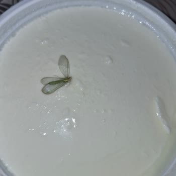 Yoğurtta Canlı Böcek Bulunması Güveninizi Sarsıyor