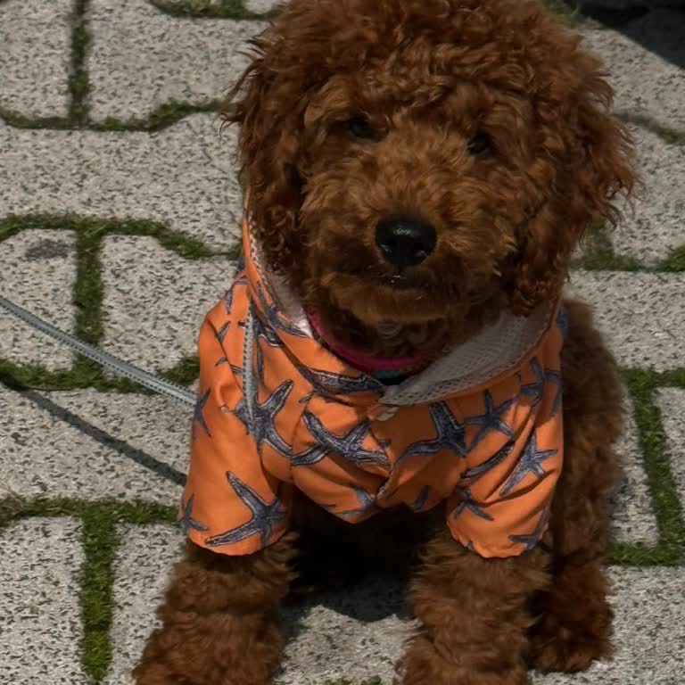 Kızılkayalar Hamburger Küçük Irk Köpeğime Yönelik Haksız Red