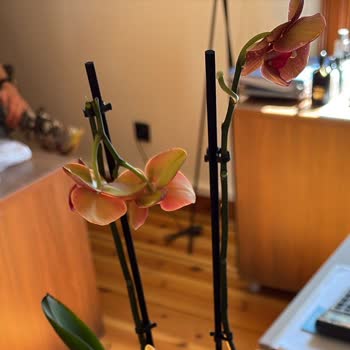 Bloom And Fresh Kırık Orkide Dalı Ve Süresi Dolmuş Çikolata Şikayeti