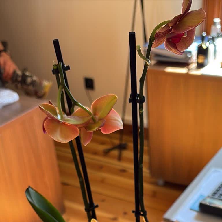 Bloom And Fresh Kırık Orkide Dalı Ve Süresi Dolmuş Çikolata Şikayeti