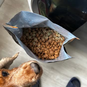 Mutamin Mama'dan Küflü Köpek Maması: İade Talebi Ve Cevapsız Şikayet