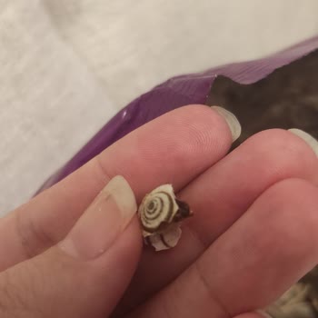 Şok Markette Amigo Ay Çekirdeğinde Böcek Kabuğu Bulundu