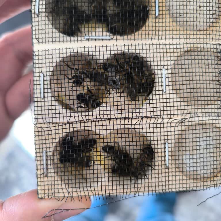 Habersiz Gönderim Sonucu Ölü Arılar Ve Firma İhmali