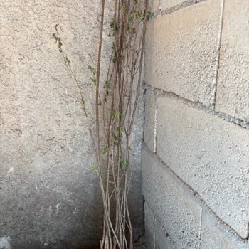 Yanıltıcı Gönderim Ve Cevapsız İletişim: Gül Fidanı İade Talebi