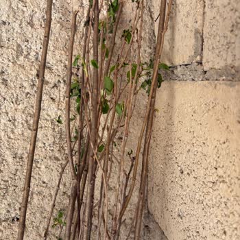 Yanıltıcı Gönderim Ve Cevapsız İletişim: Gül Fidanı İade Talebi