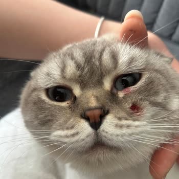 Kedilerde Tıraş Sonrası Cilt İltihabı Ve Sağlık Durumu Kötüleşmesi