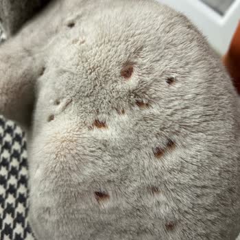 Kedilerde Tıraş Sonrası Cilt İltihabı Ve Sağlık Durumu Kötüleşmesi