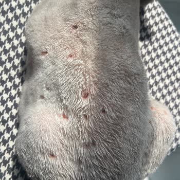 Kedilerde Tıraş Sonrası Cilt İltihabı Ve Sağlık Durumu Kötüleşmesi