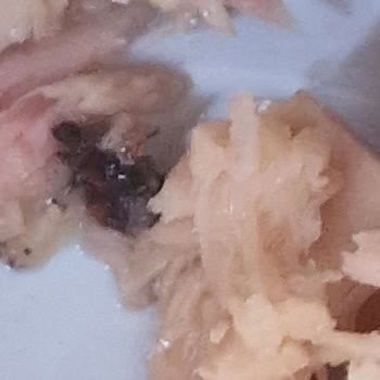 Dardanel Ton Balığında Hamamböceği Yavrusu Tespit Edildi