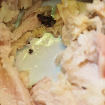 Dardanel Ton Balığında Hamamböceği Yavrusu Tespit Edildi