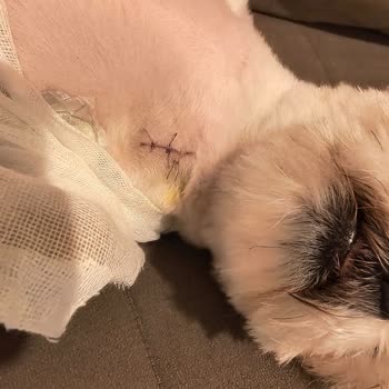 Veteriner Kliniğinde Basit Tıraş İşleminde Derin Kesik Ve Hayati Tehlike