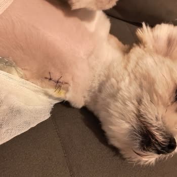 Veteriner Kliniğinde Basit Tıraş İşleminde Derin Kesik Ve Hayati Tehlike