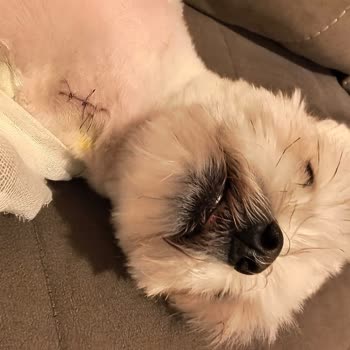 Veteriner Kliniğinde Basit Tıraş İşleminde Derin Kesik Ve Hayati Tehlike