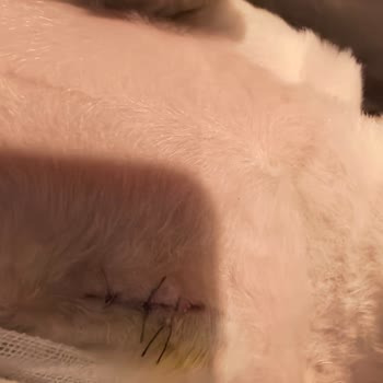 Veteriner Kliniğinde Basit Tıraş İşleminde Derin Kesik Ve Hayati Tehlike