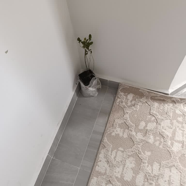 Alz Garden'den Yanıltıcı 3 Yıllık Olması Gereken Yaban Mersini Fidesi: Küçük Ve Ölmek Üzere Olan