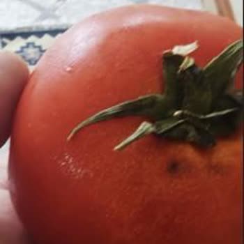 Migros’tan Eksik Tamek Vişne Suyu Ve Kusurlu Sebzeler İçin İade Talebi