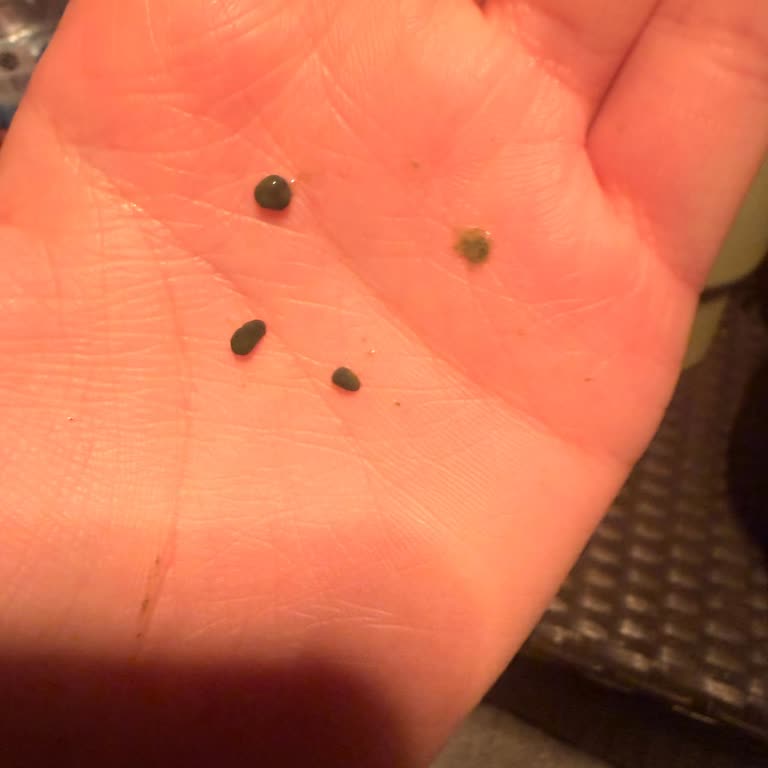 Kalitesiz Matcha Latte Ve Ulaşılamayan Destek