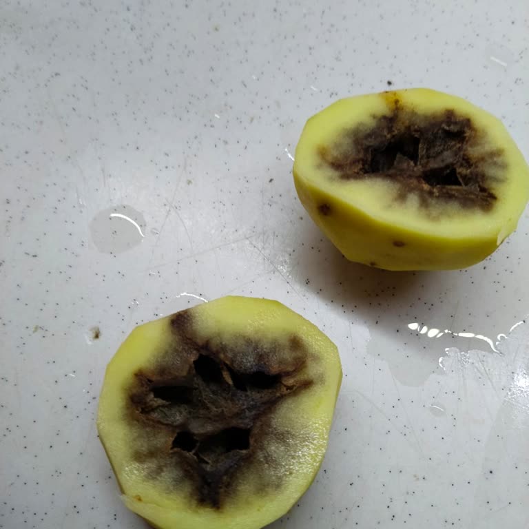 Patateslerde Çürüme Ve Kararma, Sağlık Endişesi Ve Kalite Şikayeti