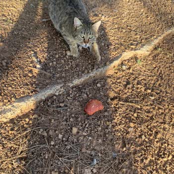 Trendyol’da Köfteci Yusuf Yozgat Şubesi’nden Çiğ Sucuk Ve Soğuk Ekmek Şikayeti
