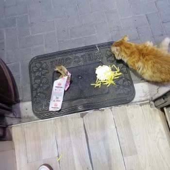 Kurye Dikkatsizliği Ve Destek Yokluğu