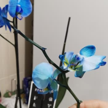 Orkidelerin Dar Raflarda Düşmesi Ve Müşteriye Haksız Sorumluluk Yüklenmesi