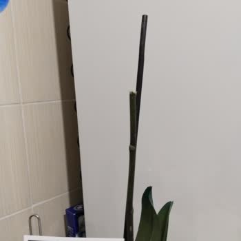 Orkidelerin Dar Raflarda Düşmesi Ve Müşteriye Haksız Sorumluluk Yüklenmesi