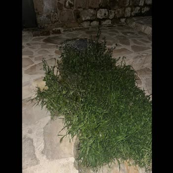 Mardin Artuklu 211. Pehlivan Sokak’taki Taş Merdivenler Çökük Ve Yabani Otlarla Güvenlik Tehlikesi