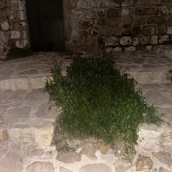 Mardin Artuklu 211. Pehlivan Sokak’taki Taş Merdivenler Çökük Ve Yabani Otlarla Güvenlik Tehlikesi