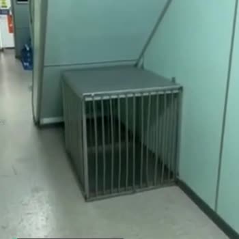 İDO Evcil Hayvan Sorunu Küçük Irk