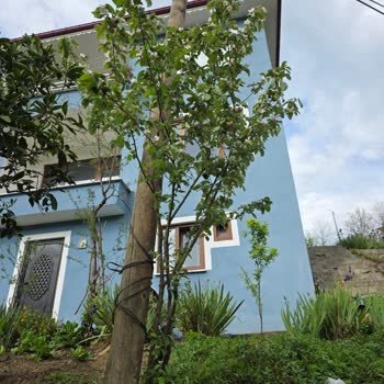 Ev Önündeki Türk Telekom Direğinin Kaldırılması Ve Taşınması Talebi