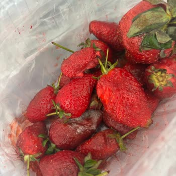 Üstü Sağlam Altı Çürük Çilek Satışı Yanıltıcı