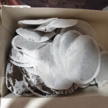 Lipton Çay Poşetlerinde Yırtık Ve Dökülme, Ürün Değişimi Talebi