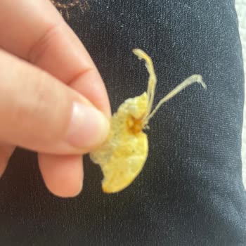 Lays Cipsinde Saçaklı Şey Ve Hijyen Endişesi