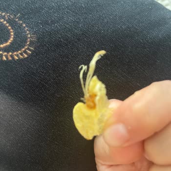 Lays Cipsinde Saçaklı Şey Ve Hijyen Endişesi