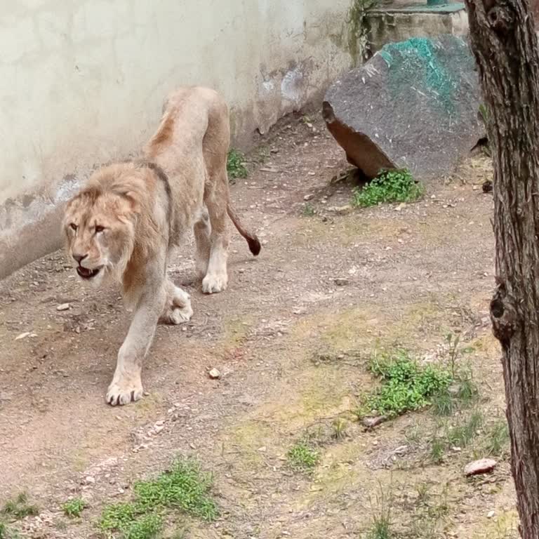 Gaziantep Hayvanat Bahçesinde Hayvanların Açlık Ve Bakımsızlığına Acil Denetim Çağrısı