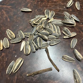 Tuzlu Çekirdekte Odun Parçaları Bulunması Sağlık Riskine Ve İade Talebine Neden Oldu