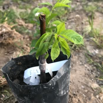 İlan Boyutunda Olmayan Fidanlar Ve İade Talebi