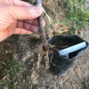 İlan Boyutunda Olmayan Fidanlar Ve İade Talebi