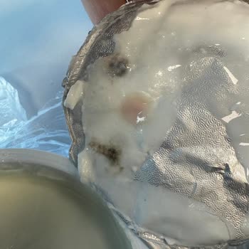 Sek Quark Ürünün Küflü Çıkması